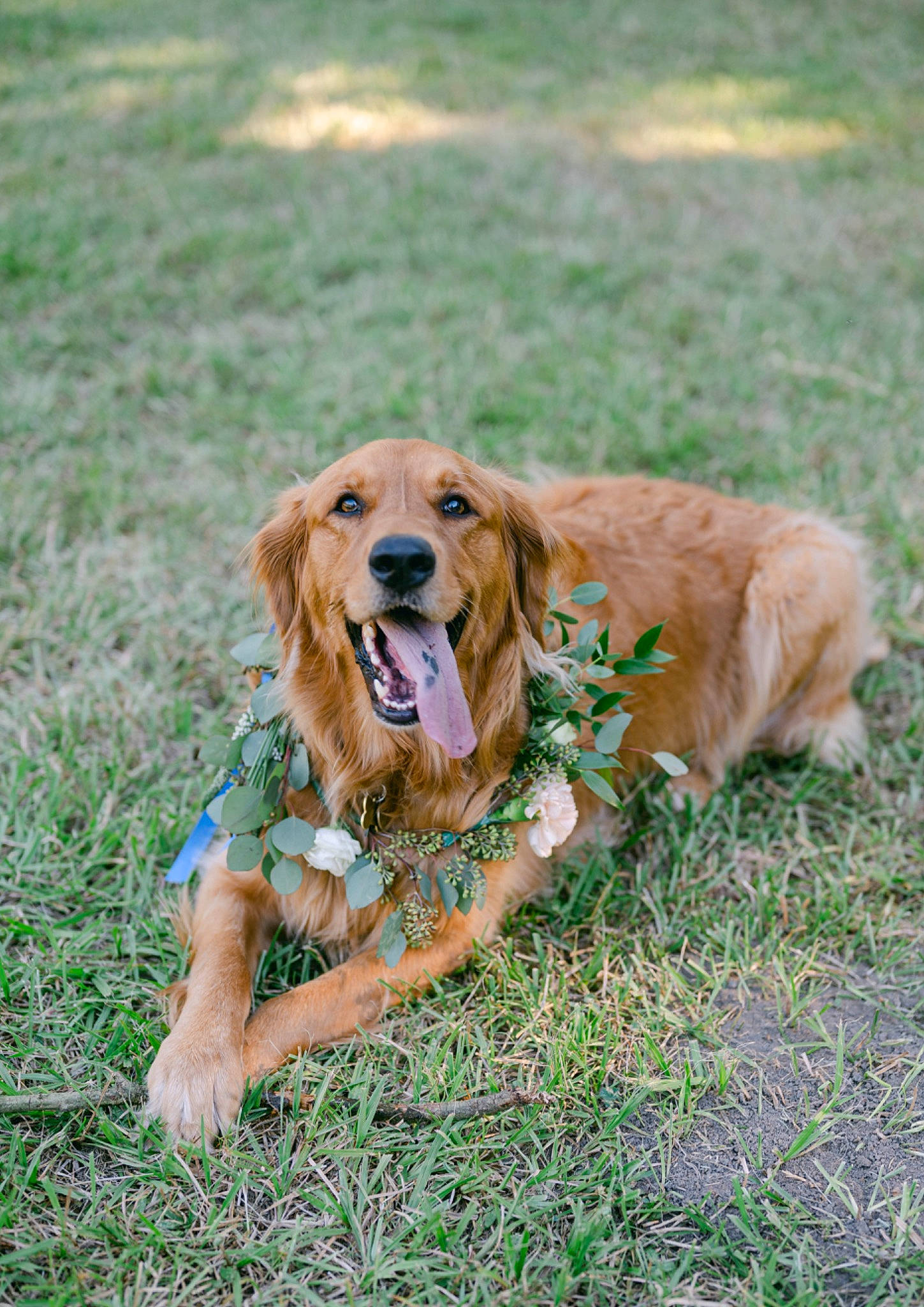 Butter joined the competition — help win amazing prizes! canidae, carnivore, companion_dog, dog, dog_breed, fawn, fur, grass, grassland, gun_dog, happy, hunting_dog, liver, people_in_nature, plant, retriever, sporting_group