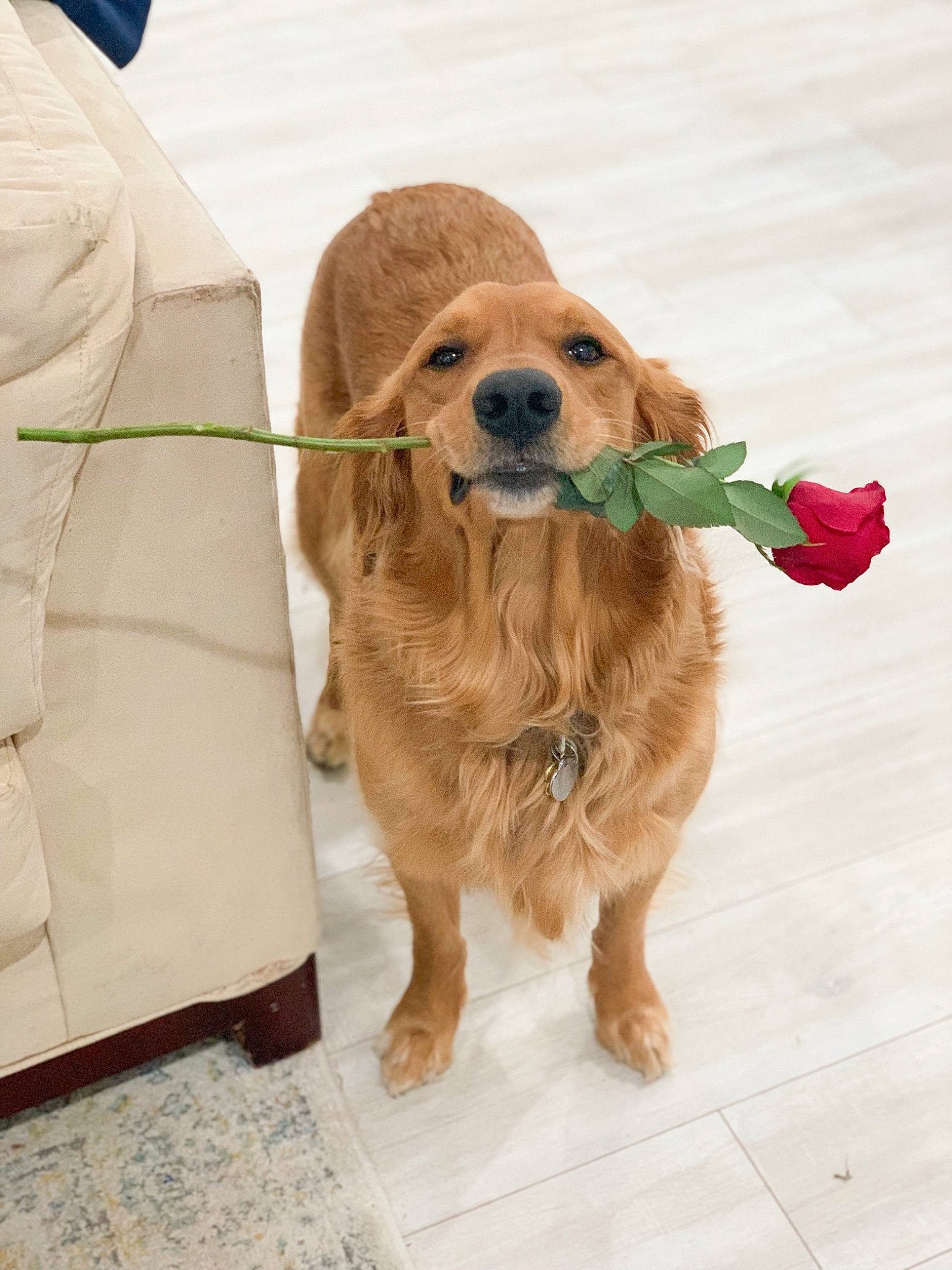 Butter is registered to the contest to win money with this photo: carnivore, collar, companion_dog, dog, dog_breed, dog_clothes, dog_collar, dog_supply, fawn, fur, hat, leash, liver, pet_supply, snout, spaniel, sporting_group, tennis_ball, whiskers, working_animal