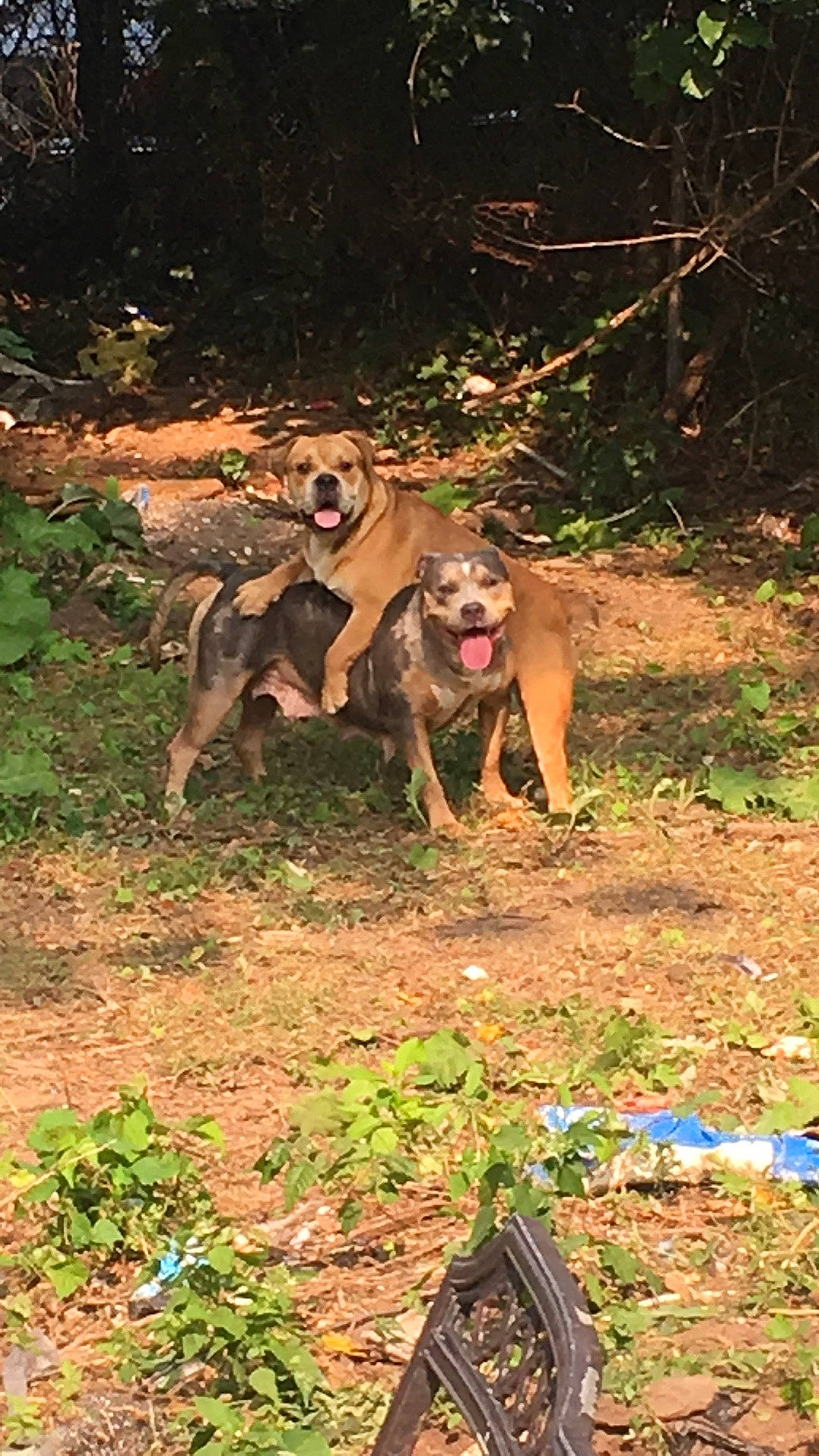 Mia is registered to the contest to win money with this photo: canidae, carnivore, collar, companion_dog, dog, dog_breed, dog_supply, fawn, groundcover, herb, hunting_dog, mammal, plant, snout, soil, sporting_group, tail, terrestrial_animal, working_animal, working_dog