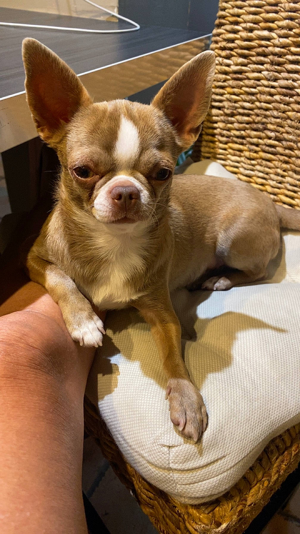 Fendy participe au concours pour gagner de l'argent avec cette photo : boston_terrier, canidae, carnivore, chihuahua, comfort, companion_dog, corgi_chihuahua, dog, dog_breed, ear, fawn, fur, puppy, russkiy_toy, sporting_group, terrestrial_animal, toy_dog, whiskers, wood, working_animal