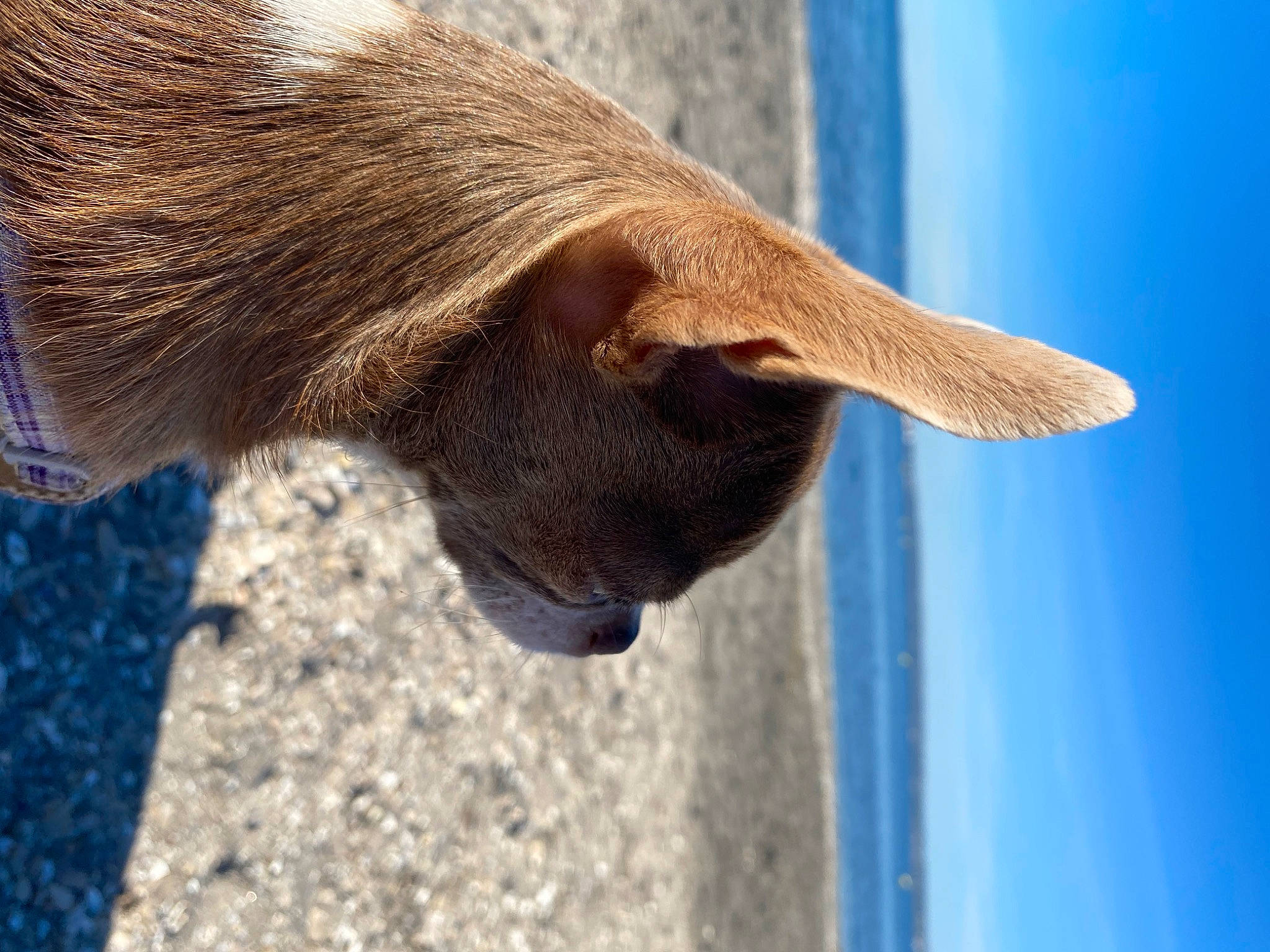 Fendy a rejoint le concours — aidez-le/la à gagner de superbes lots ! blue, electric_blue, fawn, fur, head, liver, livestock, sky, snout, terrestrial_animal, water, whiskers, wildlife, wood, working_animal, wrinkle