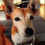 Hursula a rejoint le concours — aidez-le/la à gagner de superbes lots ! black_nose, blurred_background, brown_and_white, close_up, couch, curious, cute, dark_eyes, dog, foreground, indoors, living_room, pet, photography, pointy_ears, portrait, relaxed, short_hair, text_overlay, warm_lighting