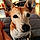 Hursula