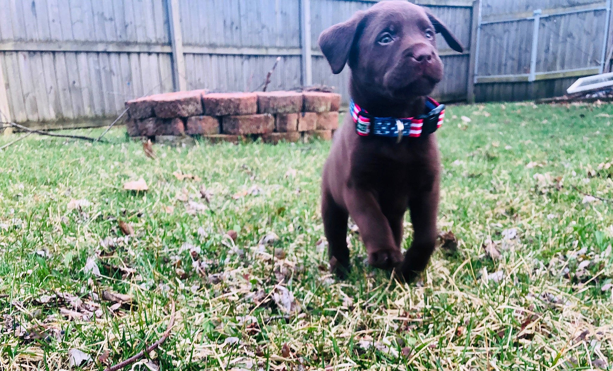 Sammy joined the competition — help win amazing prizes! borador, canidae, carnivore, companion_dog, dog, dog_breed, hunting_dog, labrador_retriever, liver, mammal, patterdale_terrier, pointing_breed, pudelpointer, puppy, rare_breed_dog, retriever, snout, sporting_group, vertebrate