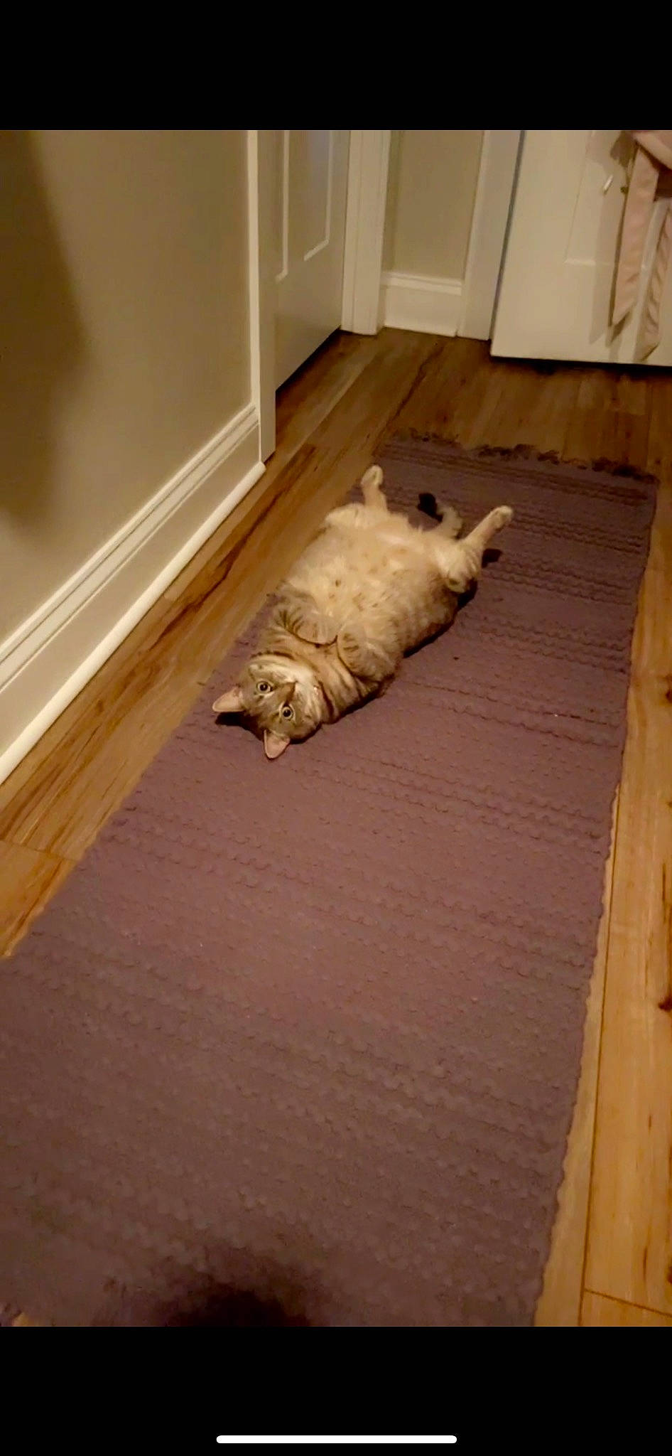 Luna is registered to the contest to win money with this photo: beige, carnivore, cat, comfort, companion_dog, dog_breed, fawn, felidae, floor, flooring, hardwood, linens, plywood, small_to_medium_sized_cats, sporting_group, tail, whiskers, wood, wood_flooring, wood_stain