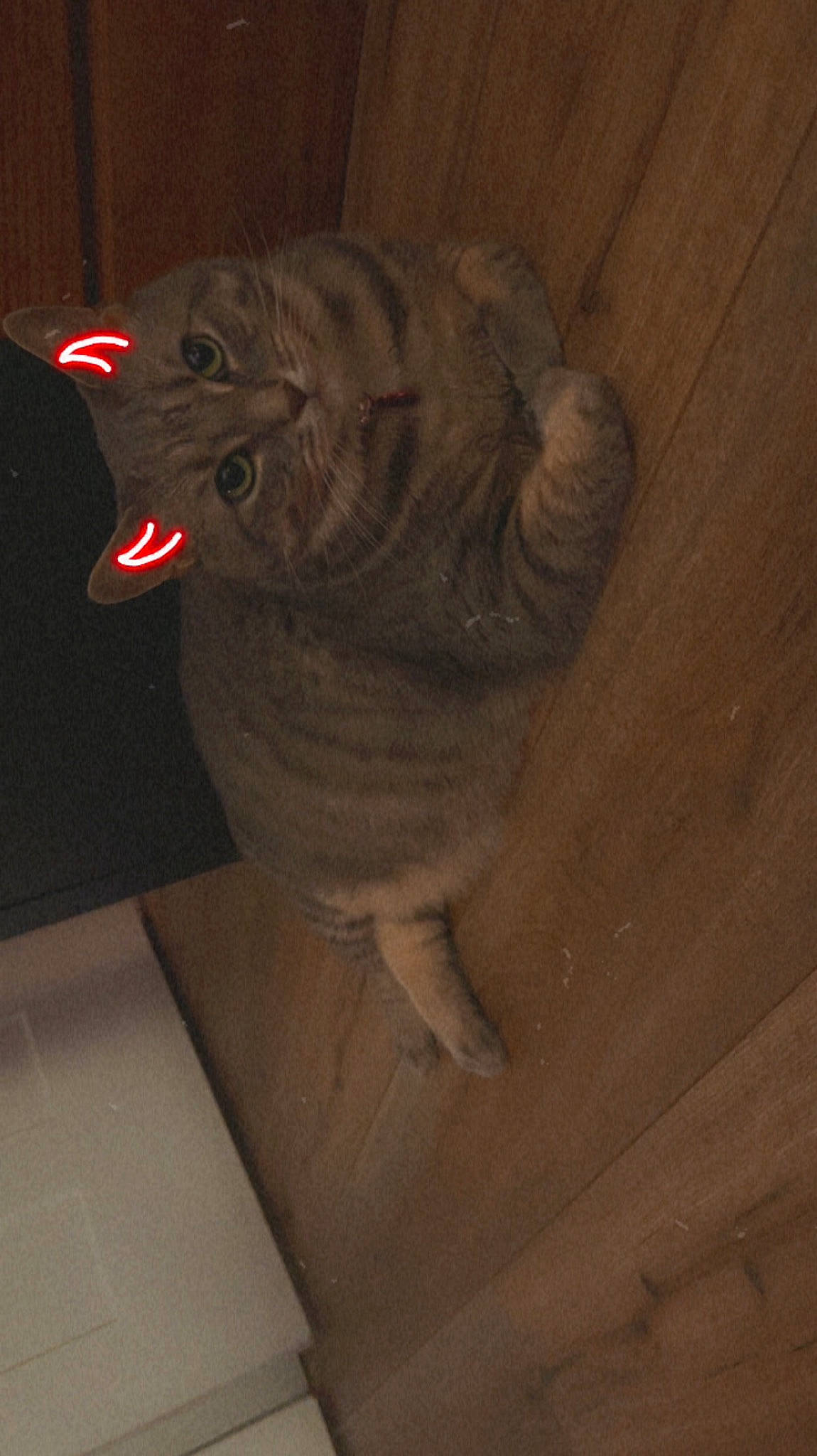 Luna is registered to the contest to win money with this photo: art, carmine, carnivore, cat, cat_toy, domestic_short_haired_cat, felidae, floor, flooring, fur, hardwood, paw, plywood, small_to_medium_sized_cats, snout, tail, whiskers, window, wood, wood_stain