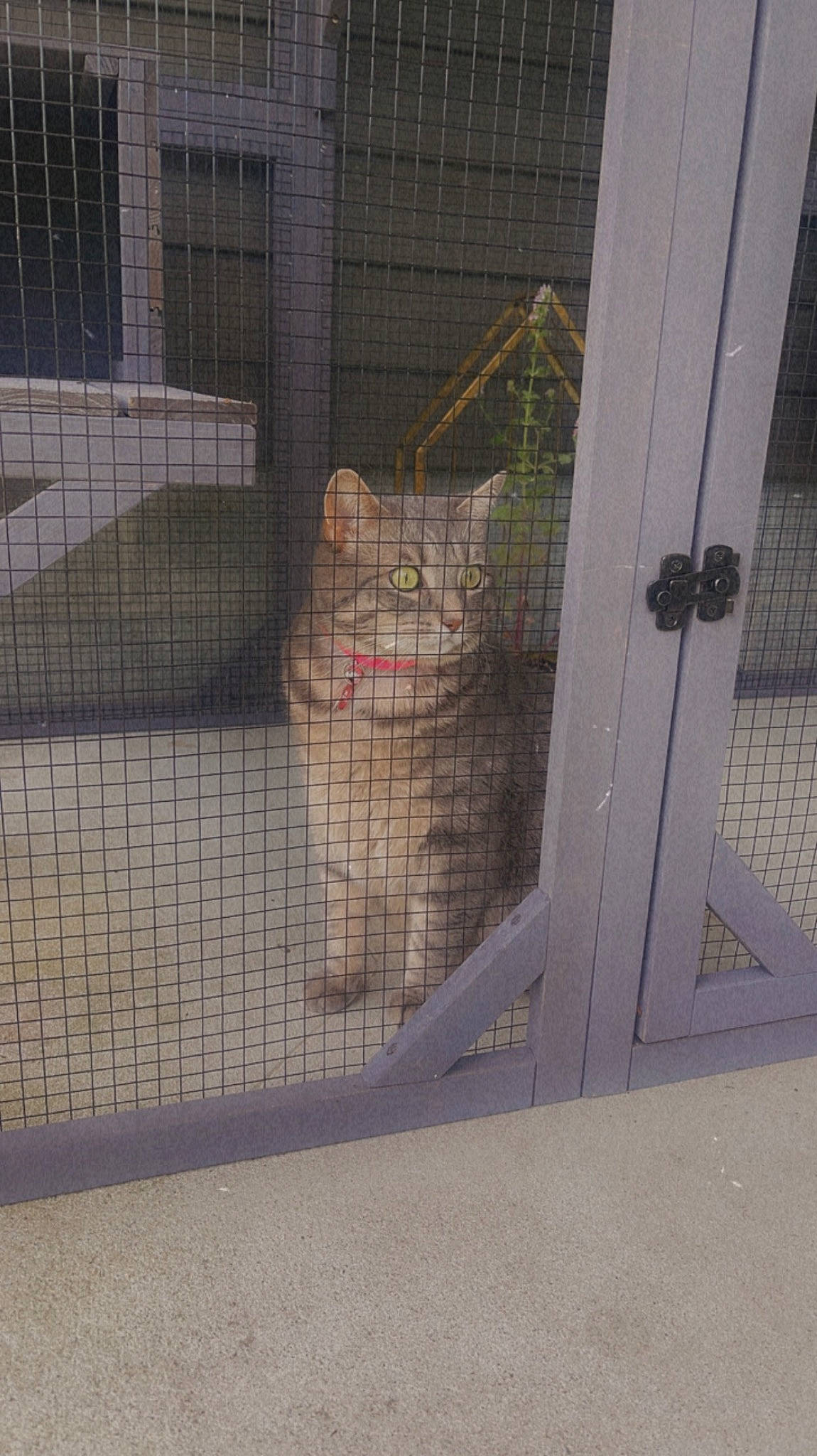 Luna is registered to the contest to win money with this photo: animal_shelter, big_cats, cage, carnivore, cat, domestic_short_haired_cat, door, fawn, felidae, fur, mesh, pet_supply, small_to_medium_sized_cats, snout, tail, terrestrial_animal, tire, wheel, whiskers, wood