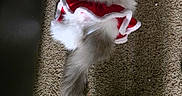 Molly joined the competition — help win amazing prizes! cat, kitten, fluffy, gray_and_white, pet, animal, festive, costume, red, white, carpet, indoor, lying_down, tail, fur, whiskers, pink_nose, blue_eyes, cute, christmas