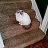 cat, fluffy, white_fur, gray_markings, blue_eyes, long_hair, pet, animal, sitting, stairs, carpet, staircase, indoors, home, hallway, tail, whiskers, pink_nose, portrait, guarding