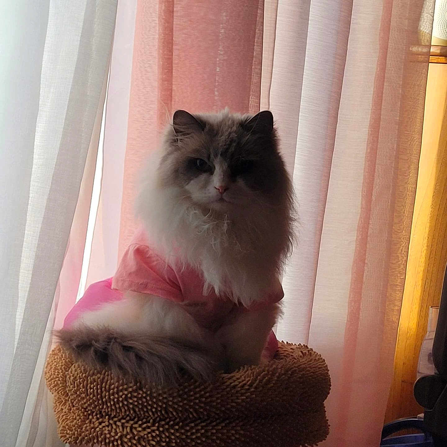 Molly