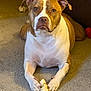 Mya joined the competition — help win amazing prizes! dog, pet, bone, carpet, indoor, animal, brown, white, paw, cute, loyal, companion, mammal, domestic, canine, laying, fur, face, ears, toy