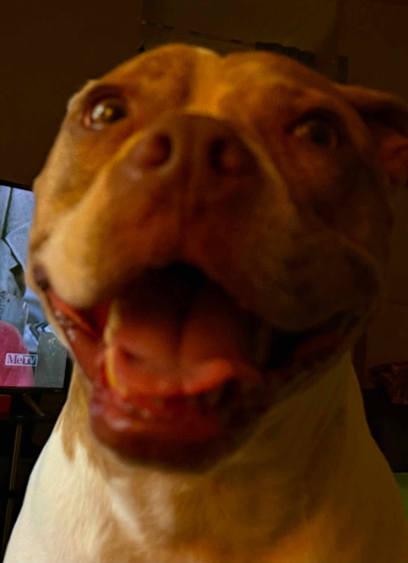 Mya