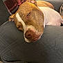 Mya joined the competition — help win amazing prizes! dog, sleeping, couch, quilted, blanket, indoor, pet, brown, white, relaxed, close_up, canine, resting, furniture, comfort, home, portrait, snout, ears, domestic_animal