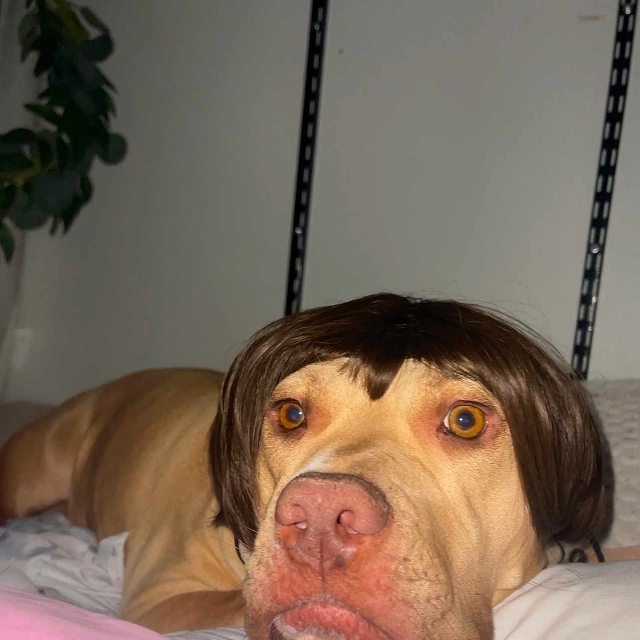 Indie Kitty joined the competition — help win amazing prizes! animal, bed, bedroom, bulldog, canine, dog, face, furniture, head, hound, indoors, person, pet, photography, pitbull, plant, portrait, pottedplant, puppy, room