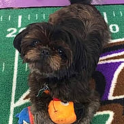Julian is registered to the contest to win money with this photo: dog, small_dog, toy, plush_toy, green_rug, purple_rug, sports_rug, pet, indoor, fur, cute, animal, playing, looking_up, tail, collar, leisure, companion, domestic_animal, floor