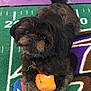 dog, small_dog, toy, plush_toy, green_rug, purple_rug, sports_rug, pet, indoor, fur, cute, animal, playing, looking_up, tail, collar, leisure, companion, domestic_animal, floor