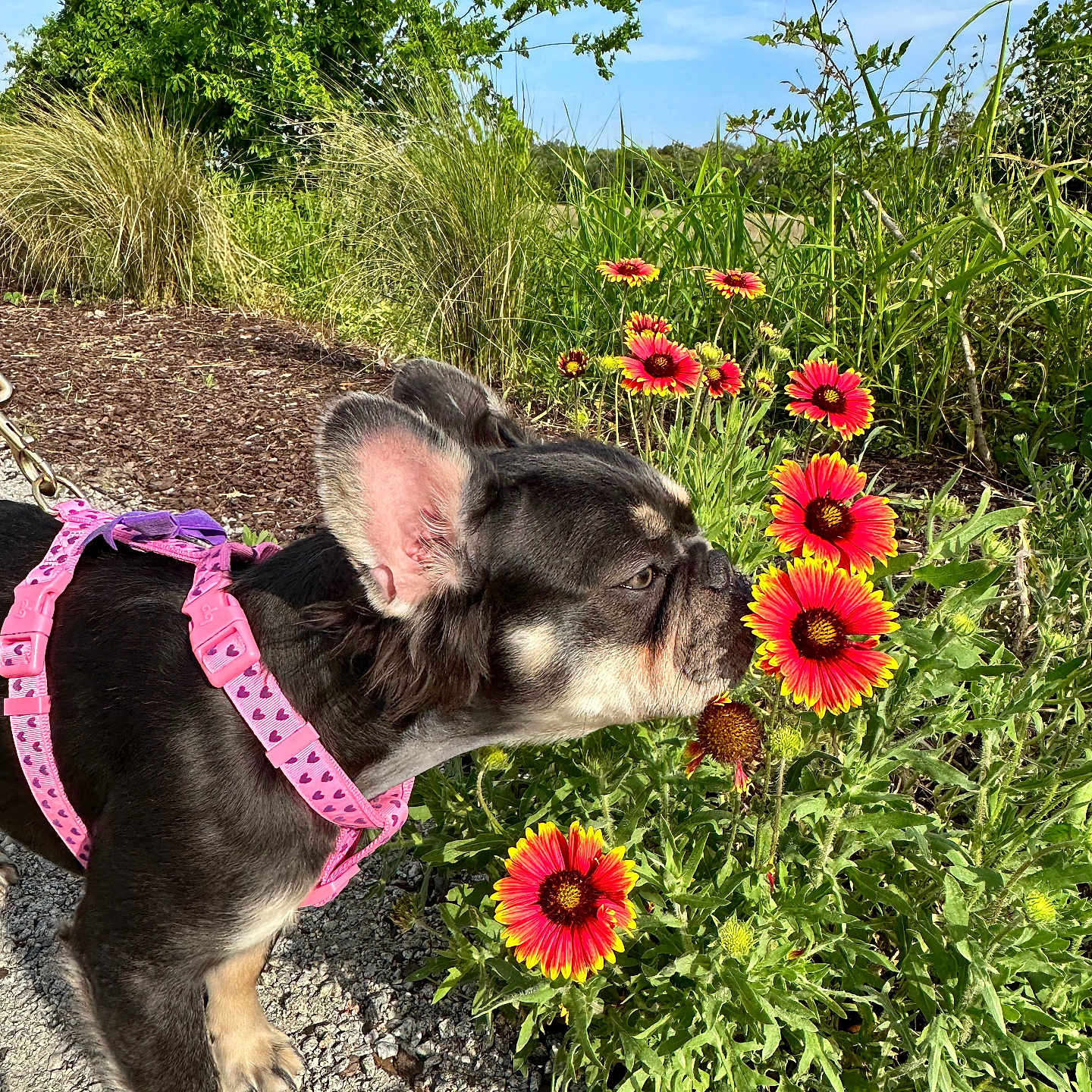 Luna Didomenicis joined the competition — help win amazing prizes! anemone, animal, architecture, canine, daisy, dog, flower, geranium, grass, herbal, herbs, pet, petal, plant, pottedplant, puppy, purple, soil, summer, vegetation