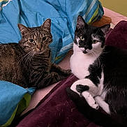 Princesse Et Naruto a rejoint le concours — aidez-le/la à gagner de superbes lots ! animal, bed, black_and_white_cat, blanket, cat, companion, cozy, cute, domestic, feline, fur, indoor, laying, pet, relaxed, resting, soft, tabby_cat, two_cats, whiskers