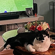 Naruto a rejoint le concours — aidez-le/la à gagner de superbes lots ! cat, black_and_white_cat, marble_table, flowers, roses, vase, tv_screen, soccer_game, living_room, remote_control, carpet, furniture, indoor, pet, relaxed, table, decor, household, animal, resting