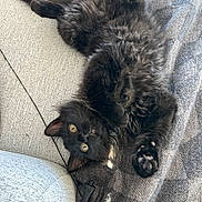 Bats is registered to the contest to win money with this photo: animal, black_cat, blanket, cat, close_up, cozy, cute, domestic, fabric, fluffy, fur, indoor, lying_down, paw, pet, playful, relaxed, texture, upside_down, yellow_eyes