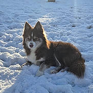 Pohm a rejoint le concours — aidez-le/la à gagner de superbes lots ! dog, snow, outdoor, sunlight, fluffy, animal, winter, garden, pet, canine, nature, fur, relaxed, white, brown, cold, daylight, laying, serene, backyard