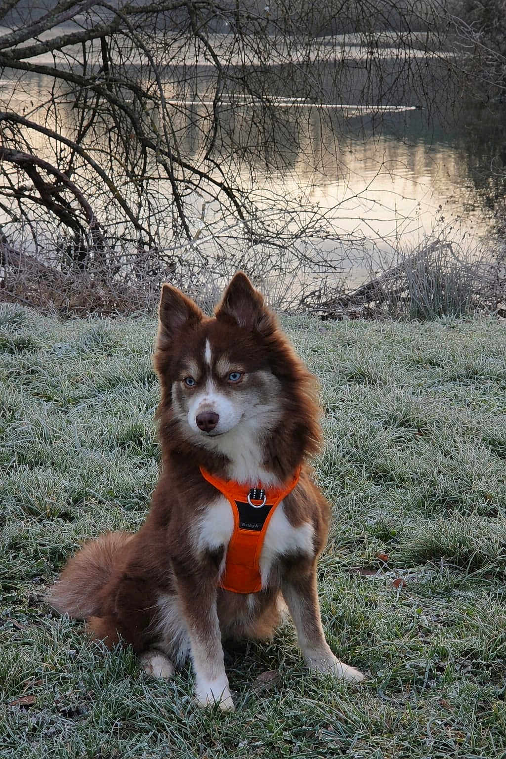 Pohm participe au concours pour gagner de l'argent avec cette photo : dog, husky, blue_eyes, orange_harness, frosty_grass, lake, water, reflection, bare_branches, winter, outdoor, nature, animal, sitting, pet, canine, fur, portrait, calm, scenic