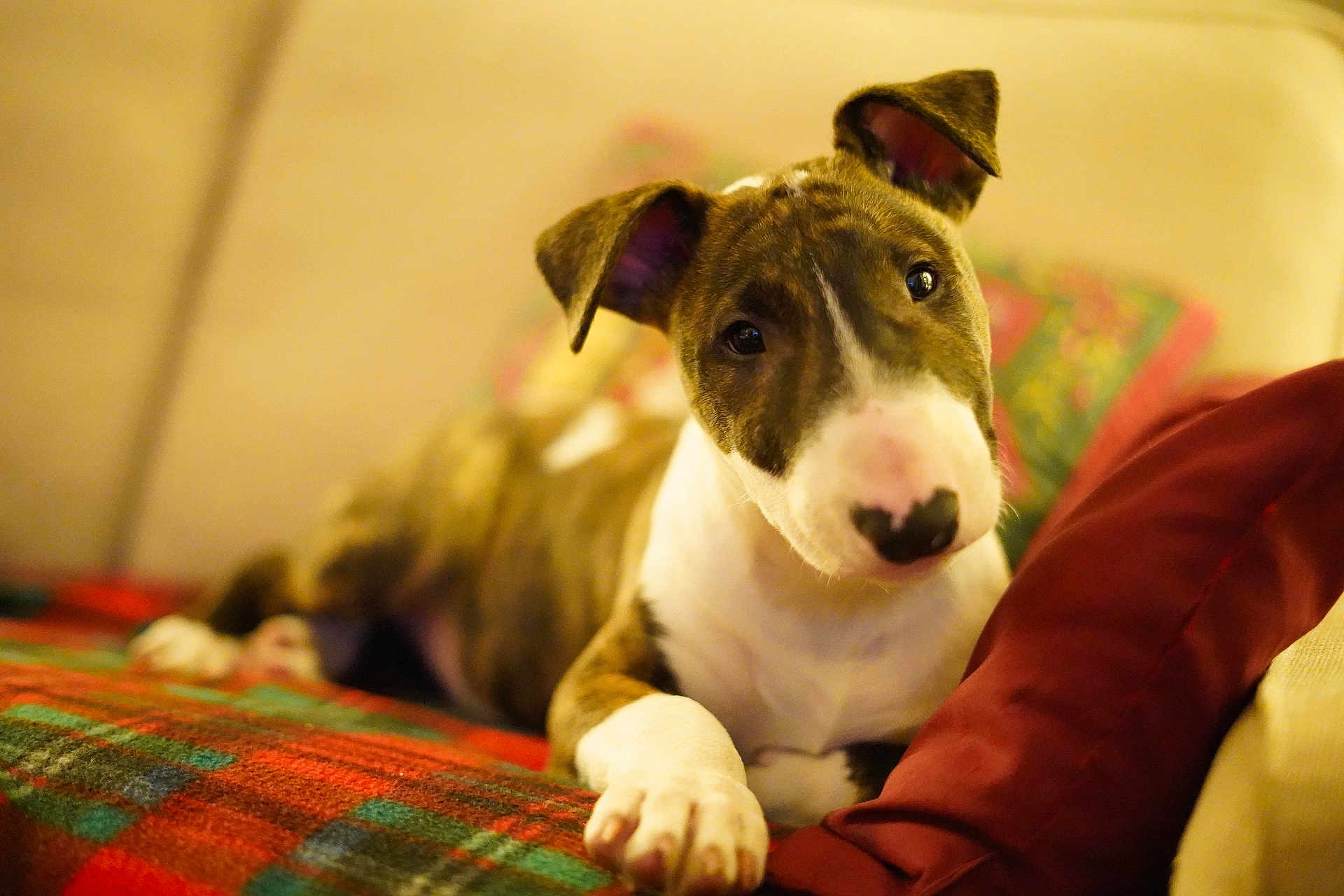 Vidocq participe au concours pour gagner de l'argent avec cette photo : puppy, dog, pet, indoor, blanket, plaid, couch, pillow, fur, brown, white, cute, young, animal, relaxed, cozy, portrait, looking, ears, paw