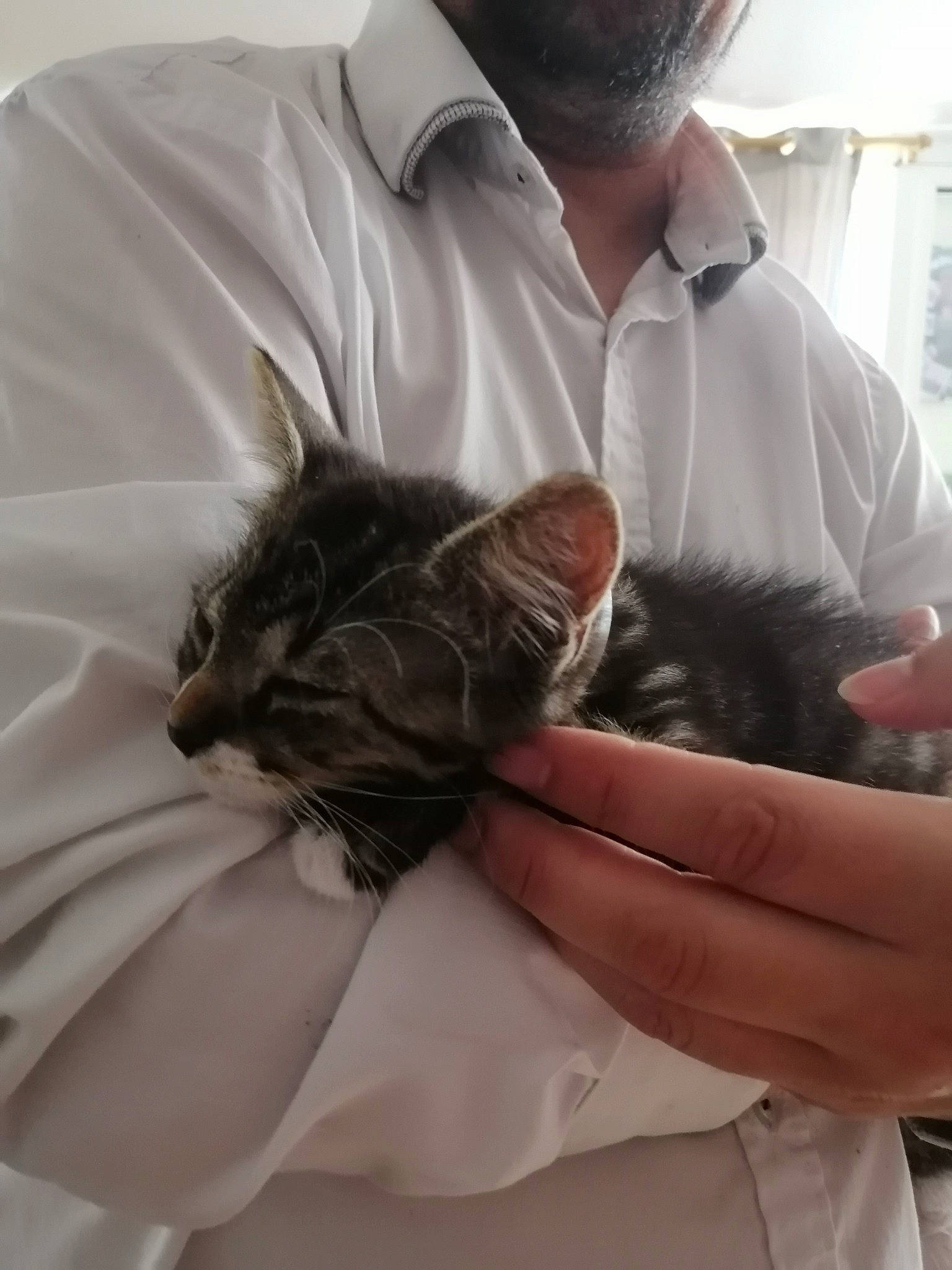 Pompom a rejoint le concours — aidez-le/la à gagner de superbes lots ! beard, carnivore, cat, claw, comfort, companion_dog, fashion_accessory, feather, felidae, formal_wear, fur, mammal, sleeve, small_to_medium_sized_cats, vertebrate, whiskers