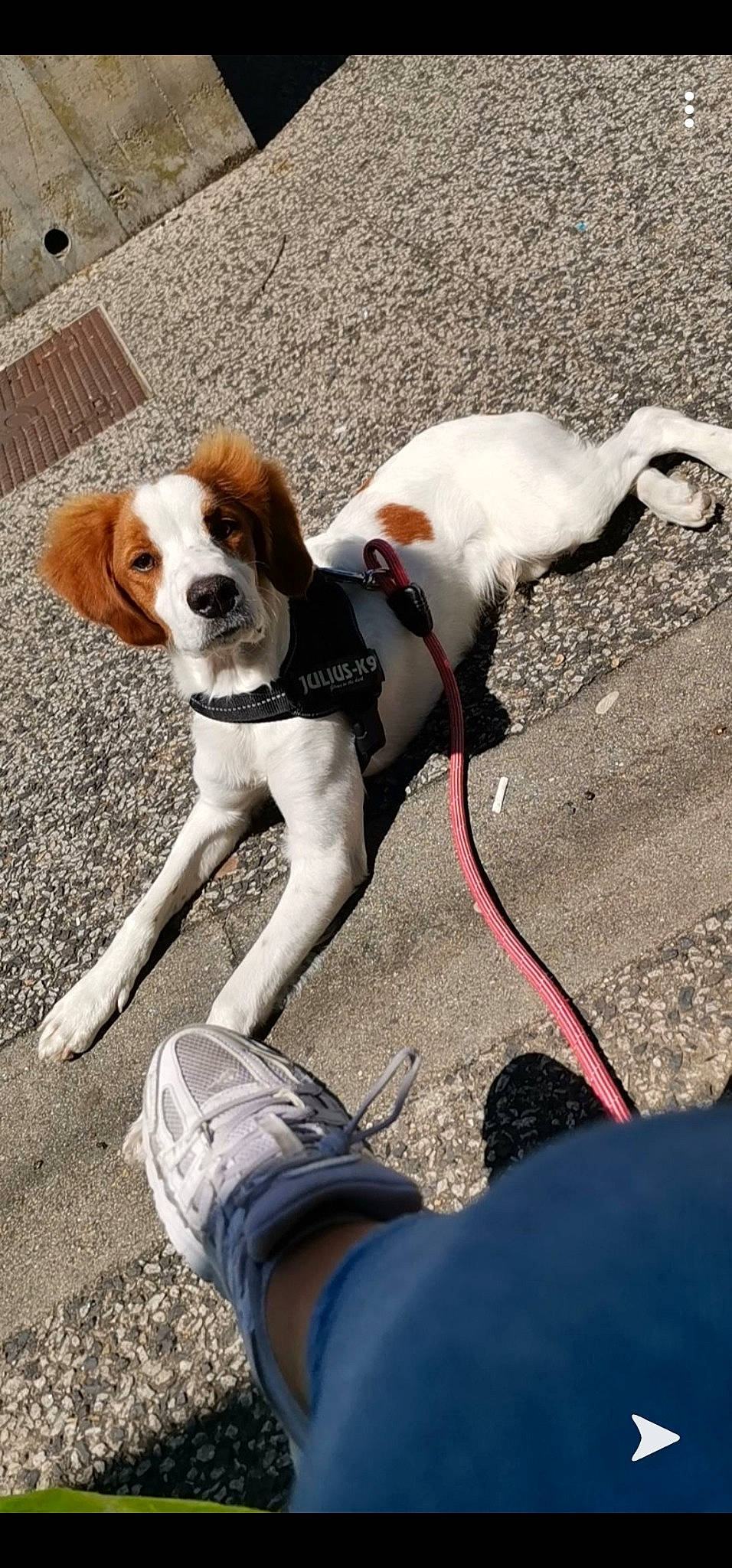 Pitch participe au concours pour gagner de l'argent avec cette photo : american_foxhound, beagle, canidae, carnivore, companion_dog, coonhound, dog, dog_breed, finnish_hound, hunting_dog, leash, mammal, pointer, rare_breed_dog, sporting_group, tail, treeing_walker_coonhound, vertebrate