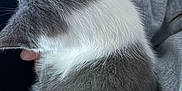 Zipper is registered to the contest to win money with this photo: cat, gray_cat, white_fur, pet, animal, fur, lap, indoor, cozy, resting, sleeping, domestic_cat, cute, soft, feline, close_up, person_holding, comfort, relaxation, home
