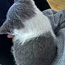 cat, gray_cat, white_fur, pet, animal, fur, lap, indoor, cozy, resting, sleeping, domestic_cat, cute, soft, feline, close_up, person_holding, comfort, relaxation, home