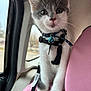 Zipper is registered to the contest to win money with this photo: kitten, cat, pet, indoor, car, seat, harness, bell, pink, animal, fur, whiskers, window, curious, young, domestic, closeup, blurred, travel, leash