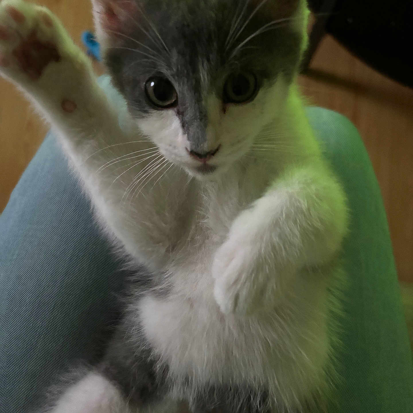 Zipper joined the competition — help win amazing prizes! animal, cat, closeup, curious, cute, domestic, feline, furry, gray, indoor, kitten, lap, mammal, paws, pet, playful, soft, whiskers, white, young