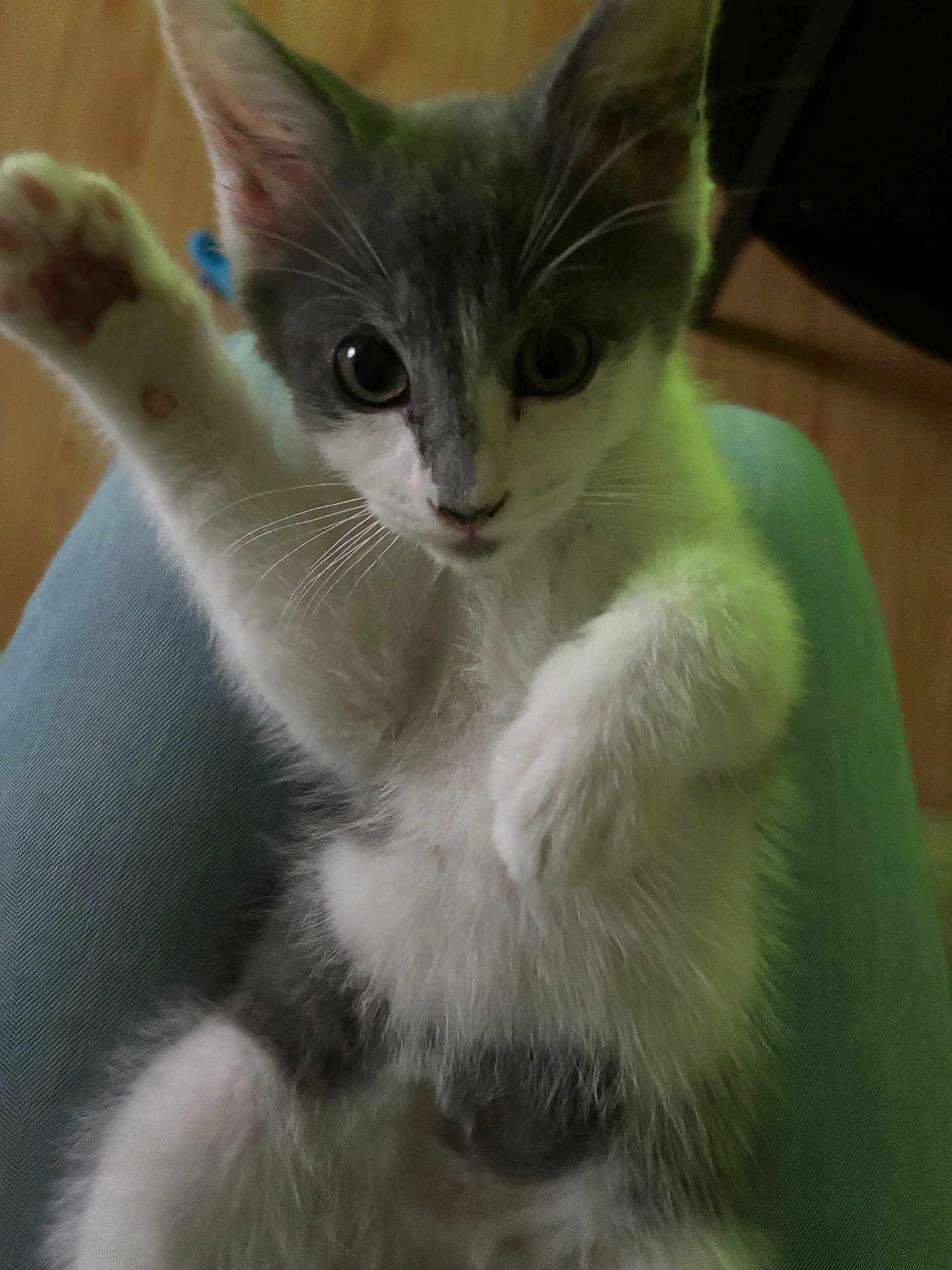 Zipper joined the competition — help win amazing prizes! kitten, cat, pet, animal, furry, indoor, lap, curious, cute, whiskers, paws, gray, white, young, feline, playful, closeup, soft, domestic, mammal