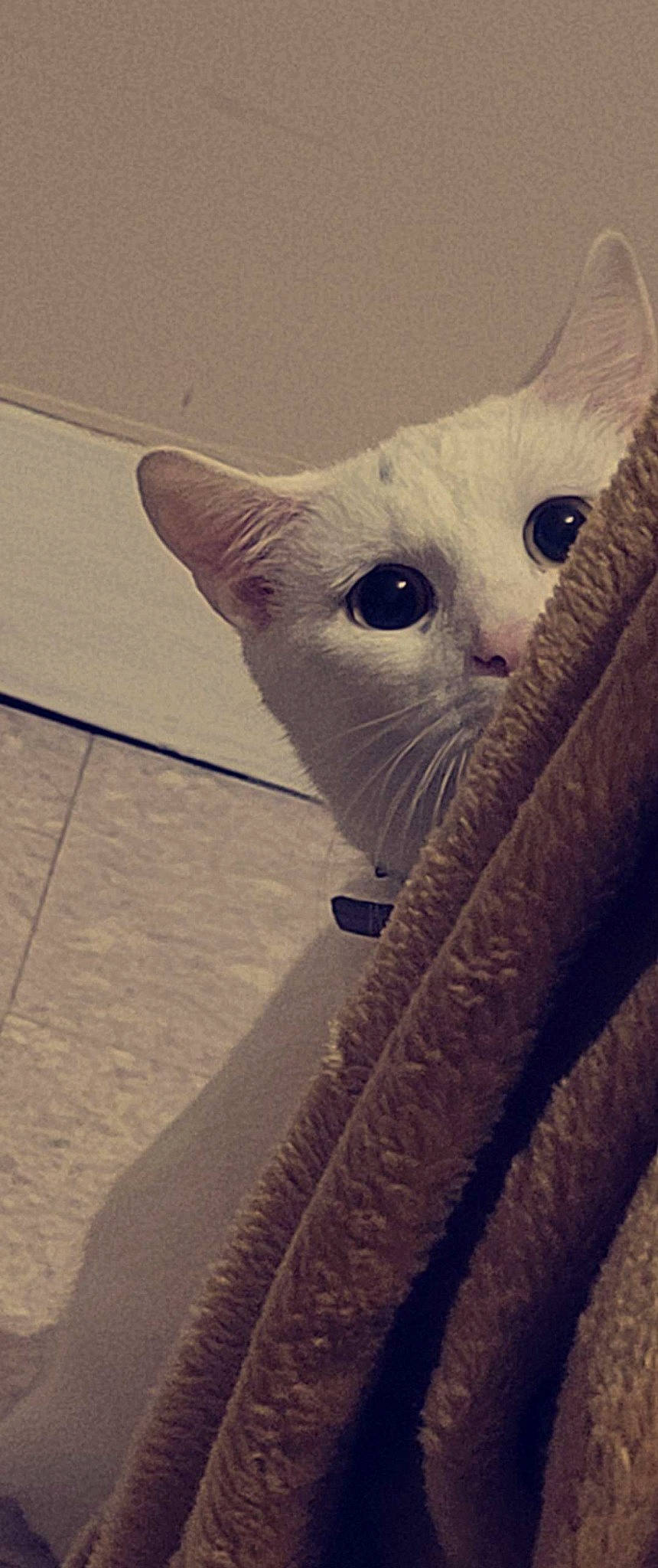 Flocon a rejoint le concours — aidez-le/la à gagner de superbes lots ! carnivore, cat, claw, comfort, domestic_short_haired_cat, fawn, felidae, fur, paw, small_to_medium_sized_cats, snout, tail, terrestrial_animal, whiskers