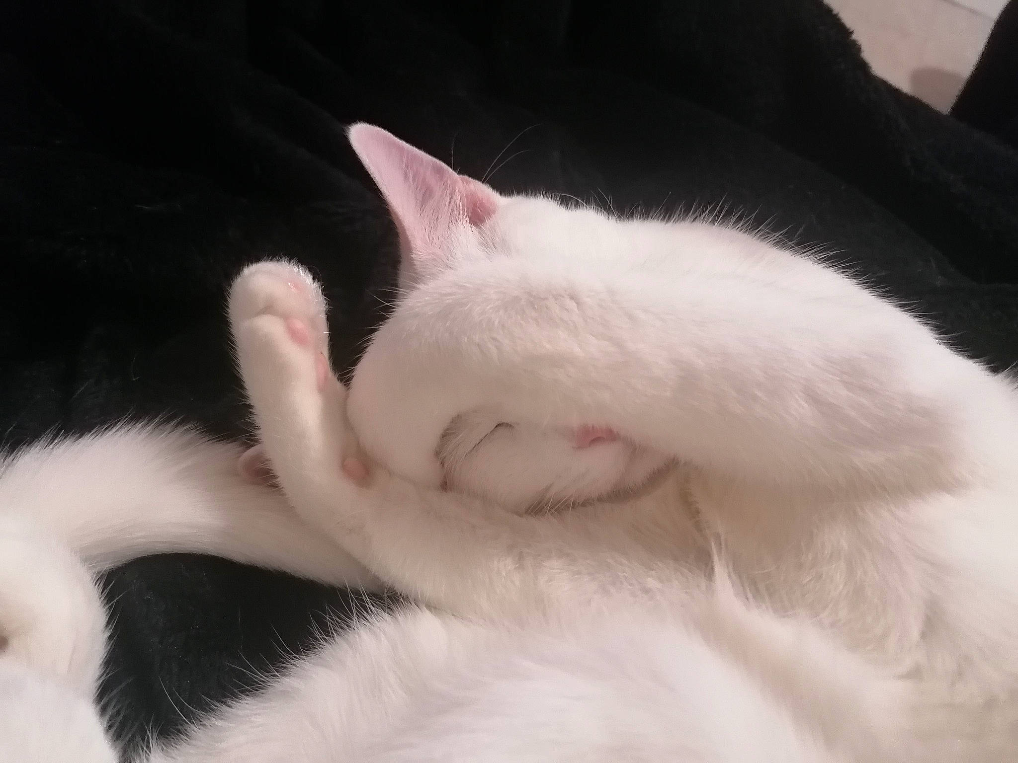 Flocon a rejoint le concours — aidez-le/la à gagner de superbes lots ! carnivore, cat, claw, comfort, domestic_short_haired_cat, eye, eyelash, felidae, fur, nap, paw, sleep, small_to_medium_sized_cats, snout, tail, whiskers