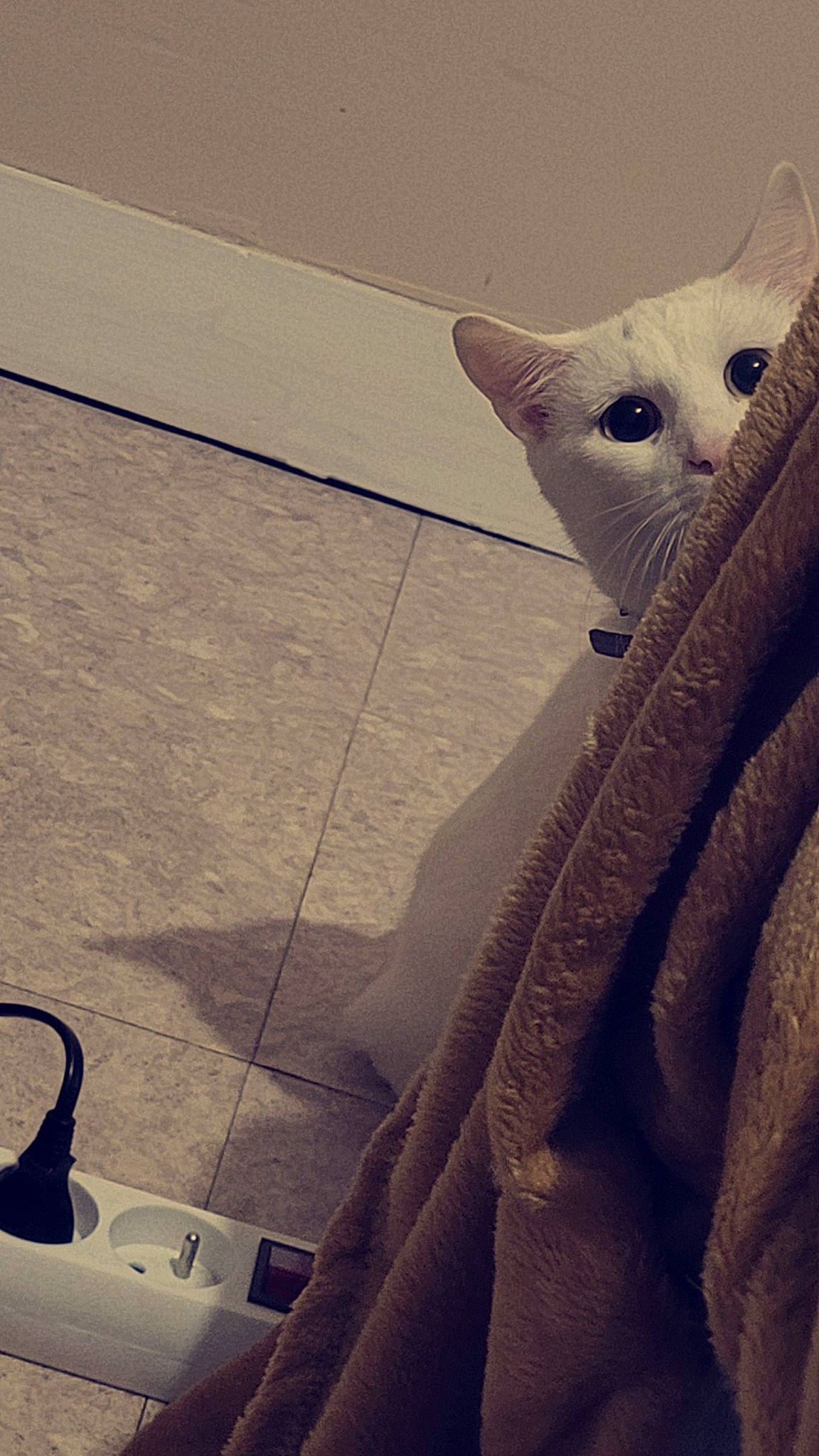 Flocon a rejoint le concours — aidez-le/la à gagner de superbes lots ! black, eyewear, felidae, flooring, fur, human_leg, metal, morning, pattern, road_surface, sky, small_to_medium_sized_cats, stuffed_toy, tail, tints_and_shades, toy, whiskers, white, winter, wood