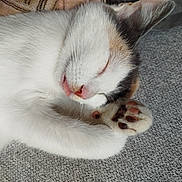 Pretty a rejoint le concours — aidez-le/la à gagner de superbes lots ! cat, sleeping, tongue_out, fur, paw, close_up, pet, cute, resting, calico, whiskers, pink_nose, cozy, animal, indoor, relaxed, soft_texture, peaceful, feline, adorable