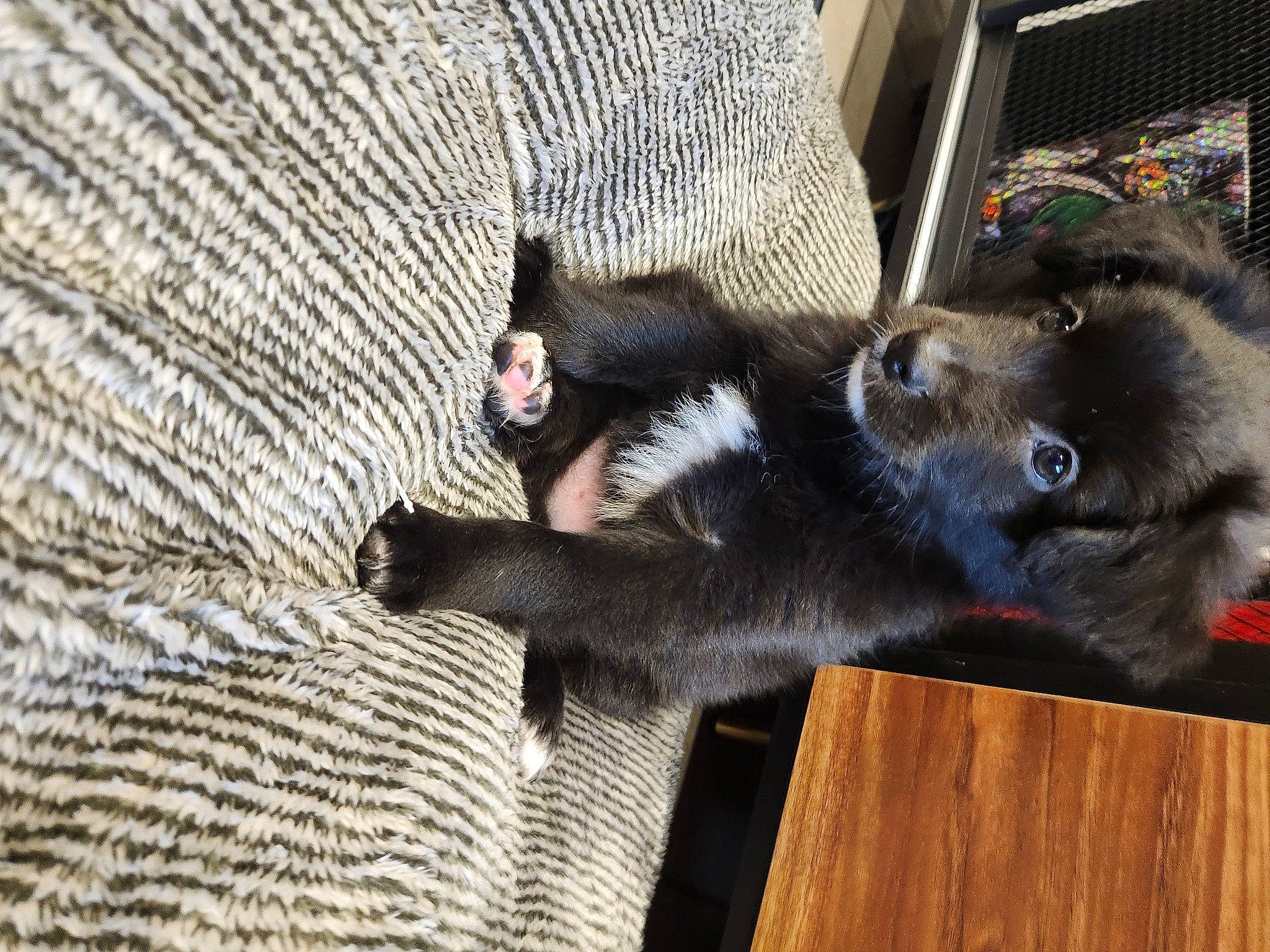 Shadow joined the competition — help win amazing prizes! borador, canidae, carnivore, claw, companion_dog, dog, dog_breed, domestic_short_haired_cat, felidae, fur, hardwood, paw, small_to_medium_sized_cats, snout, sporting_group, tail, terrestrial_animal, whiskers, wood, working_animal