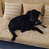 Flora a rejoint le concours — aidez-le/la à gagner de superbes lots ! dog, black_dog, couch, yellow_couch, pillows, striped_pillows, indoor, pet, relaxed, domestic, animal, fur, collar, looking, resting, home, living_room, comfort, laying_down, cute