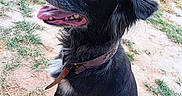 Flora a rejoint le concours — aidez-le/la à gagner de superbes lots ! dog, black_dog, sitting, tongue_out, collar, outdoor, grass, dirt, pet, canine, happy, ears_up, fur, animal, mammal, playful, nature, daylight, tail, paw