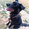 dog, black_dog, sitting, tongue_out, collar, outdoor, grass, dirt, pet, canine, happy, ears_up, fur, animal, mammal, playful, nature, daylight, tail, paw