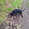 dog, black_dog, stick, grass, dirt_path, outdoor, nature, animal, pet, canine, chewing, collar, greenery, leaves, earth, playful, walking_path, daylight, forest_edge, curious