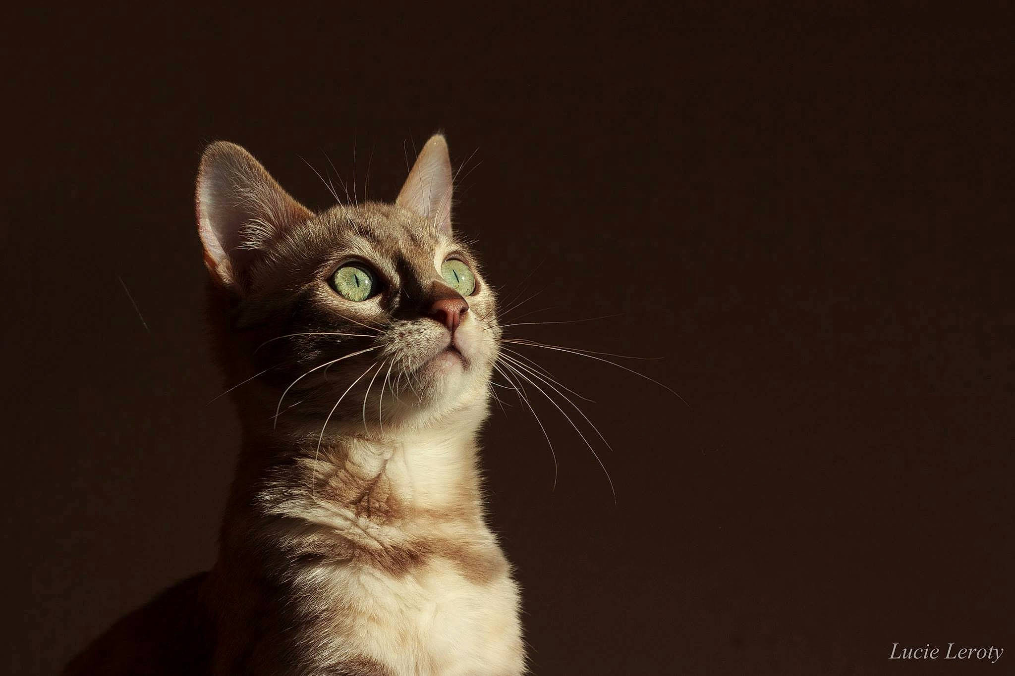 Lima participe au concours pour gagner de l'argent avec cette photo : black_cat, carnivore, cat, darkness, domestic_short_haired_cat, felidae, fur, macro_photography, monochrome_photography, paw, sand, small_to_medium_sized_cats, snout, still_life_photography, tail, terrestrial_animal, whiskers, wildlife, window