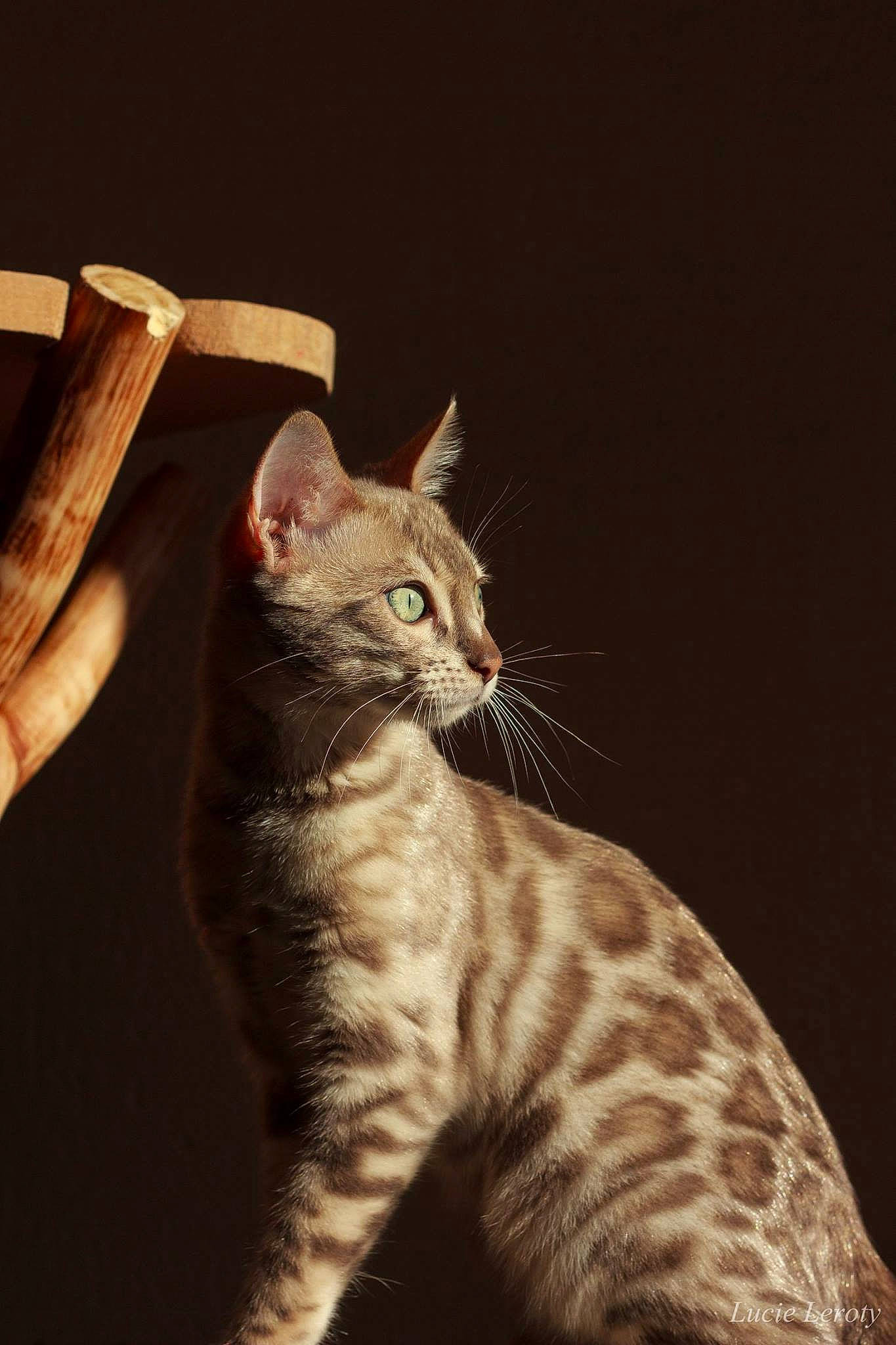 Lima participe au concours pour gagner de l'argent avec cette photo : carnivore, cat, claw, darkness, domestic_short_haired_cat, eye, fawn, felidae, foot, fur, gesture, paw, sitting, small_to_medium_sized_cats, snout, tail, terrestrial_animal, whiskers, wildlife, wood