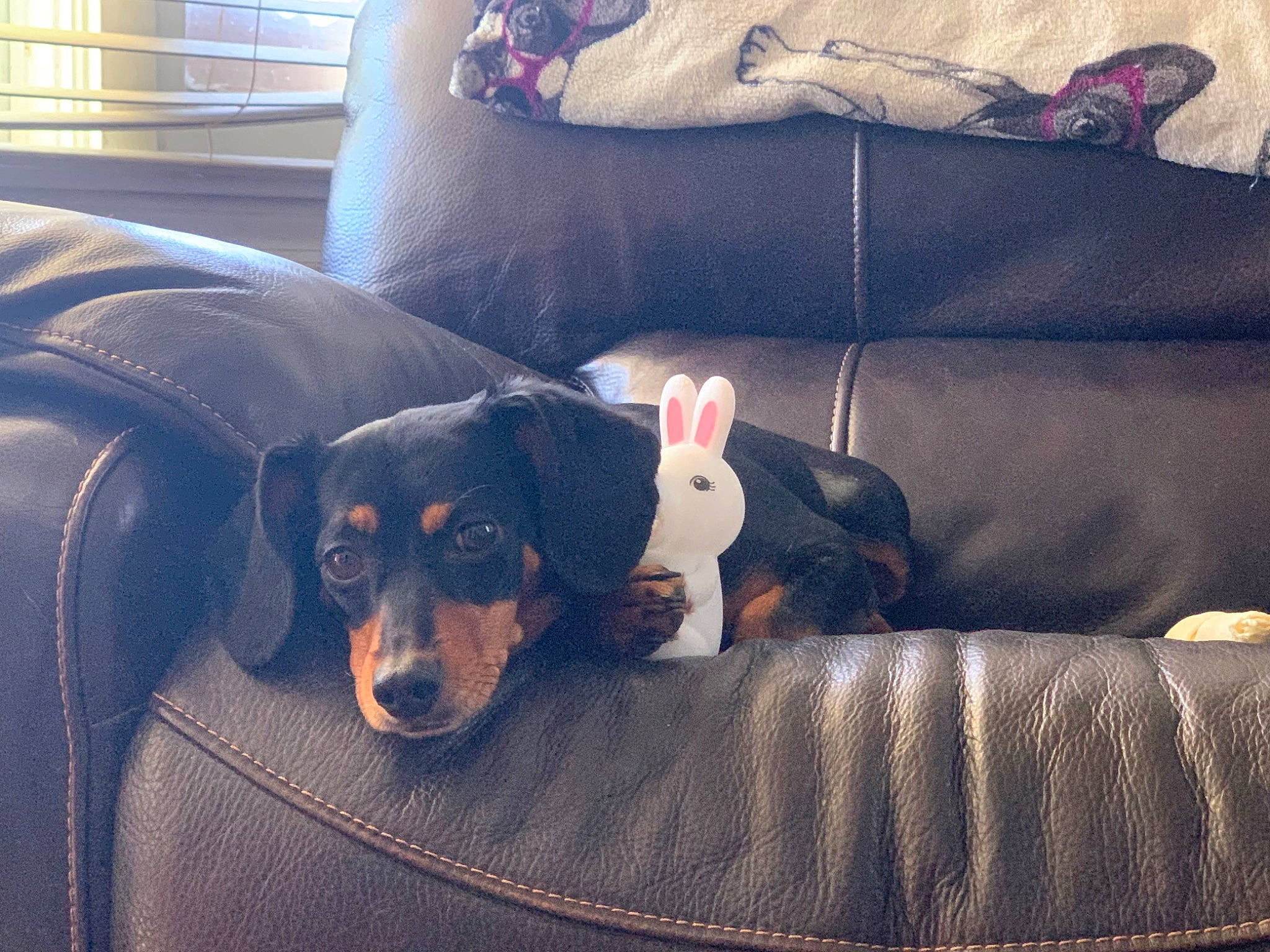 Macey Mae joined the competition — help win amazing prizes! canidae, carnivore, comfort, companion_dog, couch, dog, dog_breed, electric_blue, fur, guard_dog, living_room, sofa_bed, sporting_group, studio_couch, toy_dog, working_animal, working_dog