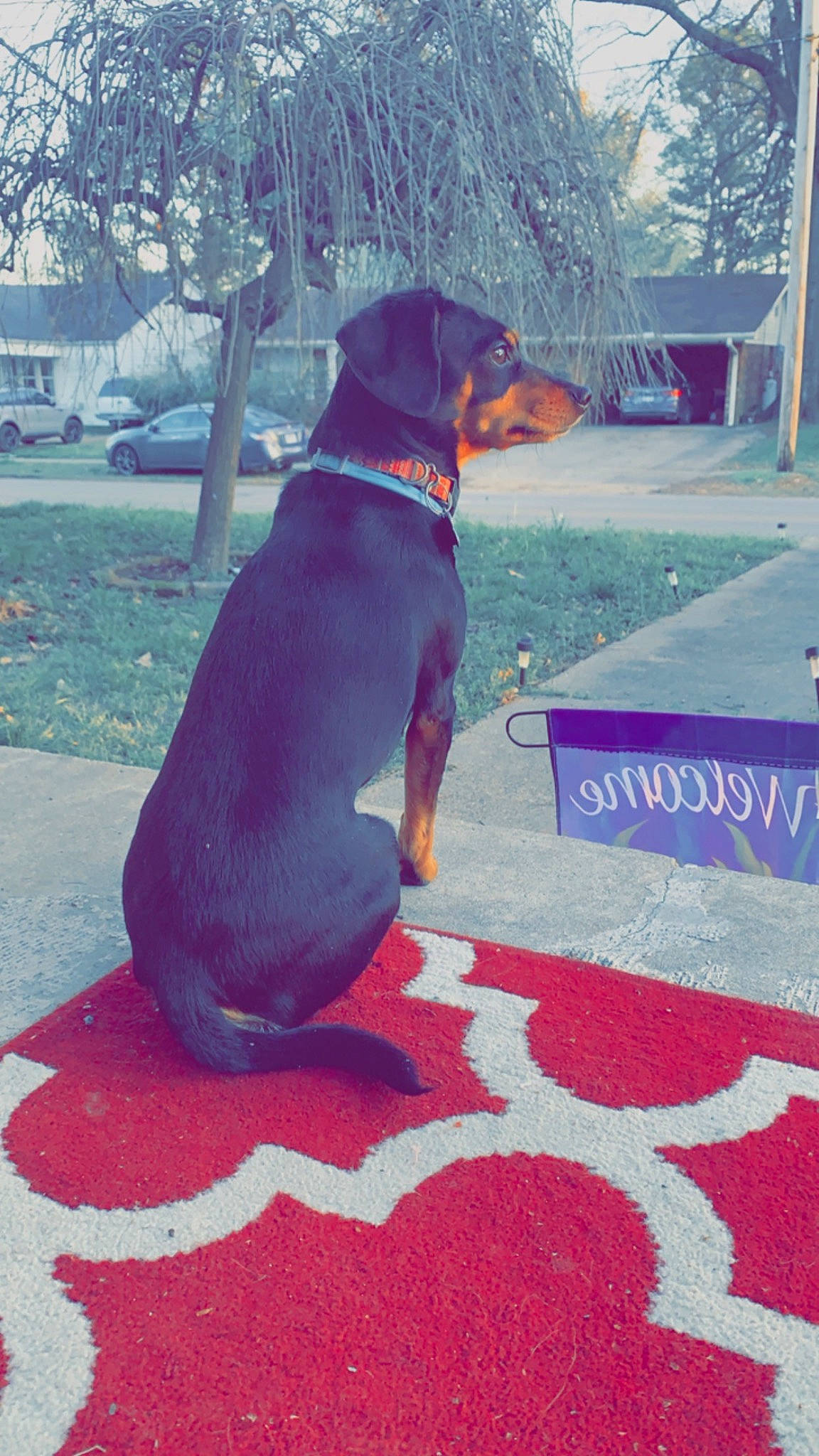 Macey Doodles joined the competition — help win amazing prizes! asphalt, carnivore, collar, companion_dog, dog, dog_breed, dog_collar, dog_supply, electric_blue, fawn, flooring, mammal, pet_supply, plant, road_surface, snout, tail, tree, vertebrate, working_animal