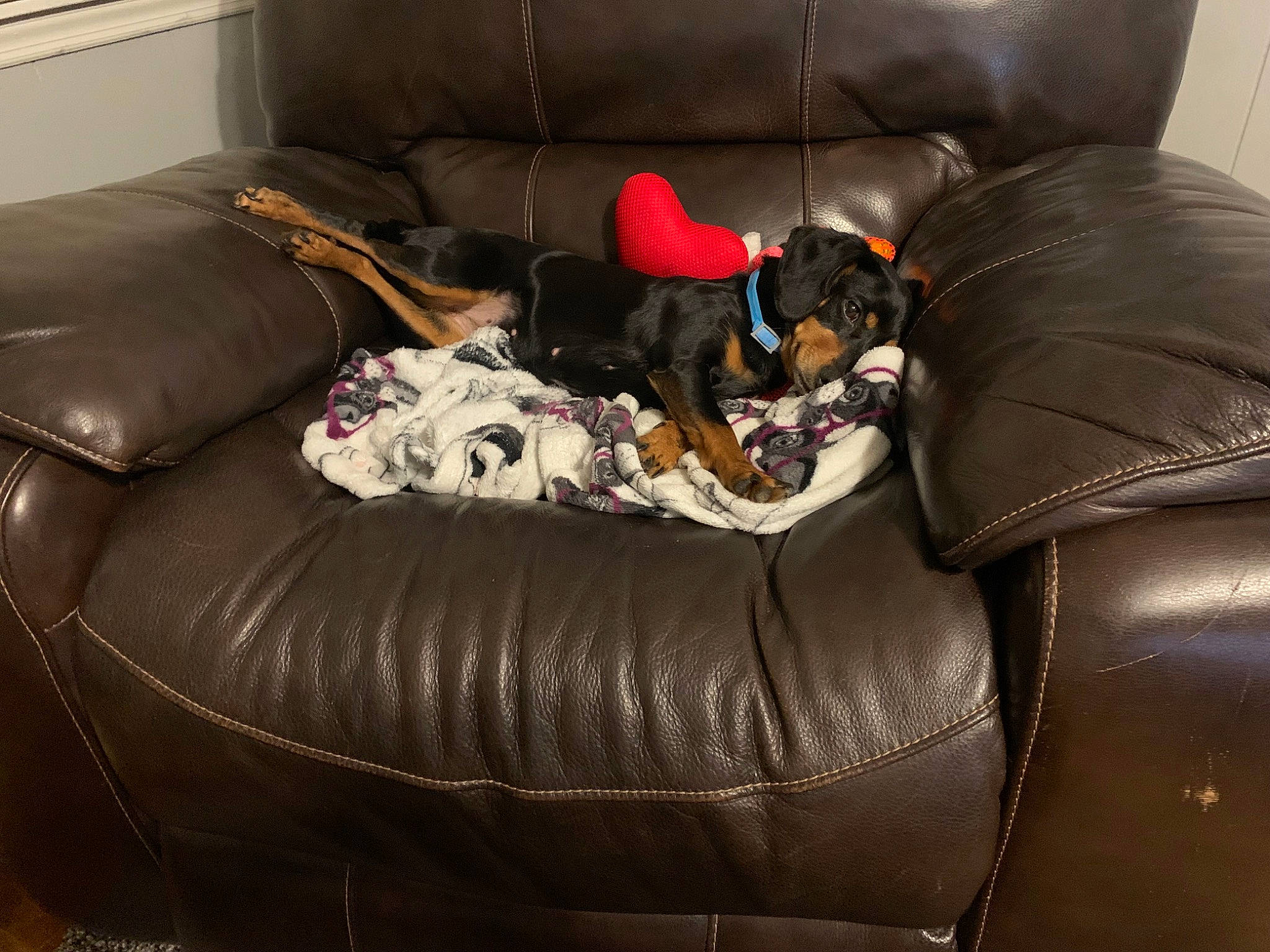 Macey Doodles joined the competition — help win amazing prizes! armrest, brown, carnivore, chair, comfort, companion_dog, couch, dog, dog_breed, dog_supply, flooring, furniture, leather, liver, living_room, recliner, room, sofa_bed, studio_couch, working_animal