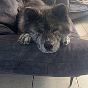 Zeus participe au concours pour gagner de l'argent avec cette photo : dog, couch, living_room, pet, fur, resting, indoor, floor, tile, paw, relaxing, cozy, home, animal, furniture, sleepy, canine, gray, soft, comfort