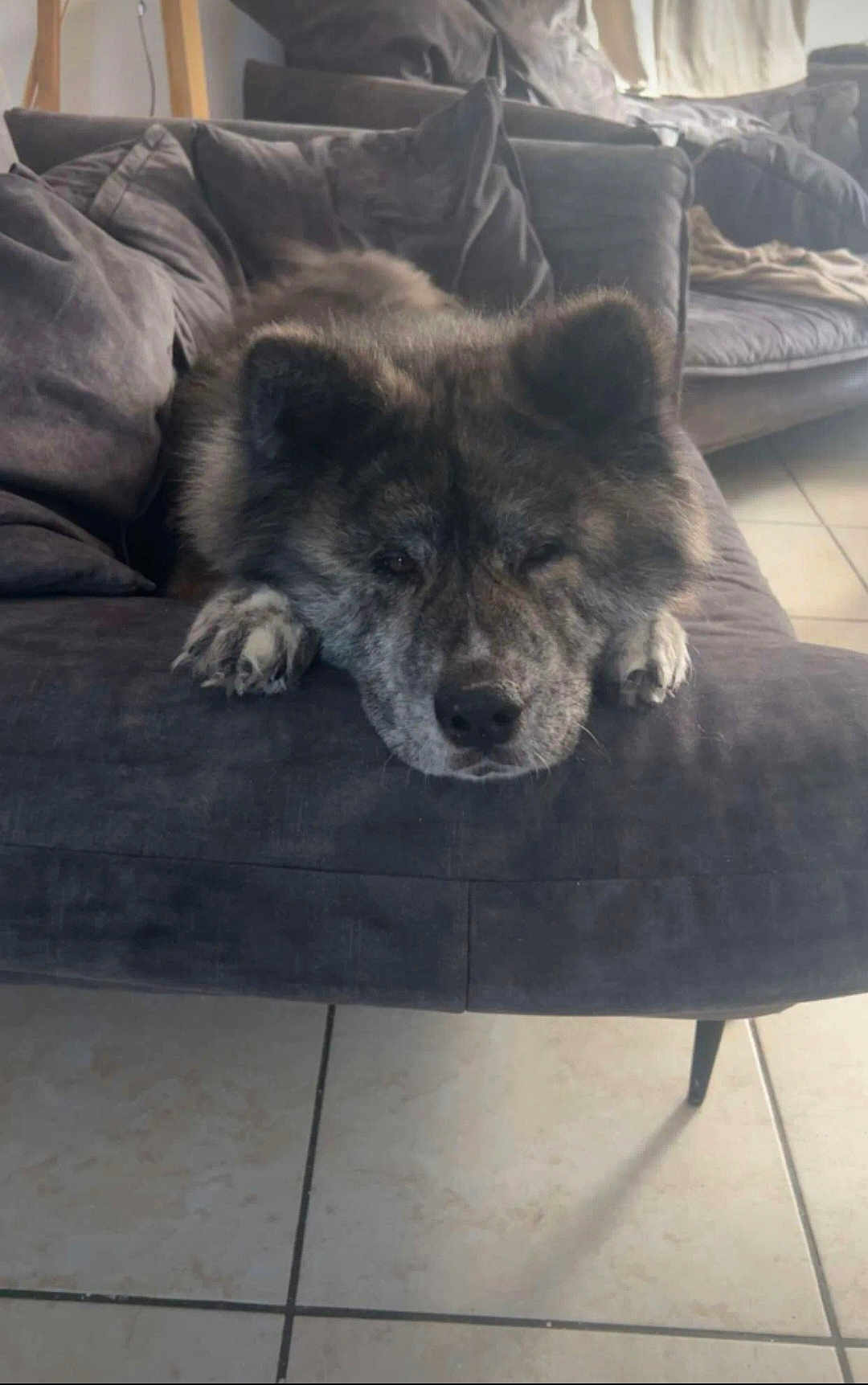Zeus participe au concours pour gagner de l'argent avec cette photo : dog, couch, living_room, pet, fur, resting, indoor, floor, tile, paw, relaxing, cozy, home, animal, furniture, sleepy, canine, gray, soft, comfort